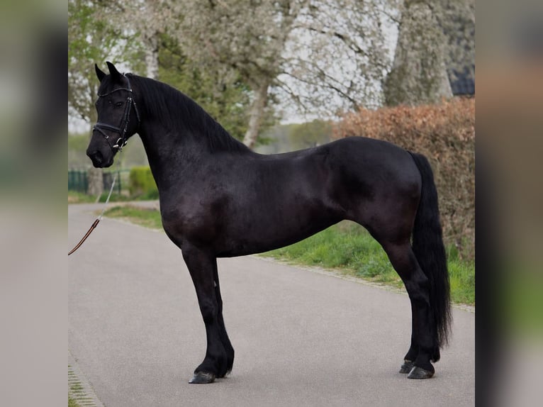 Frisone / Frisone Occidentale Giumenta 9 Anni 167 cm Morello in Someren