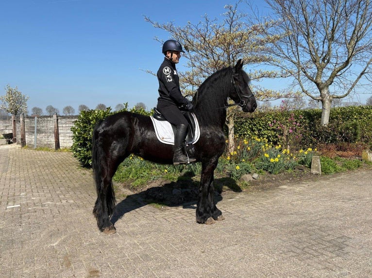 Frisone / Frisone Occidentale Giumenta 9 Anni 167 cm Morello in Beek en Donk