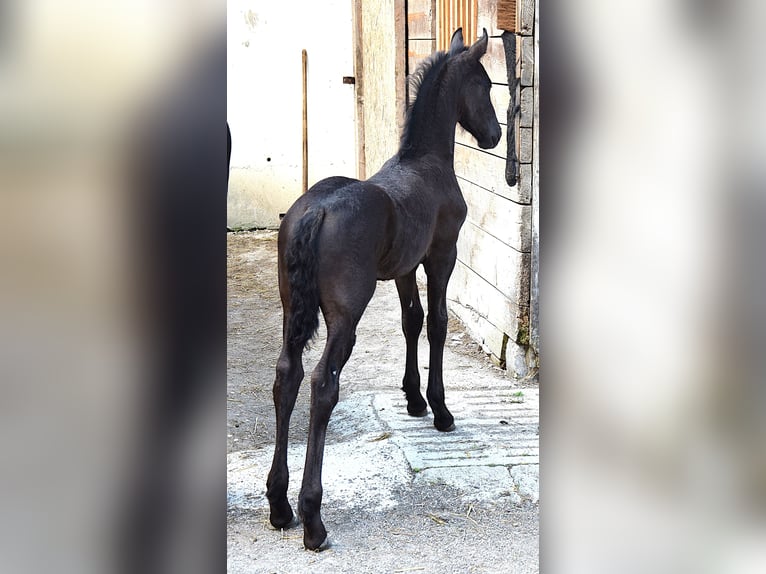 Frisone / Frisone Occidentale Giumenta Puledri (06/2025) in Oberweis