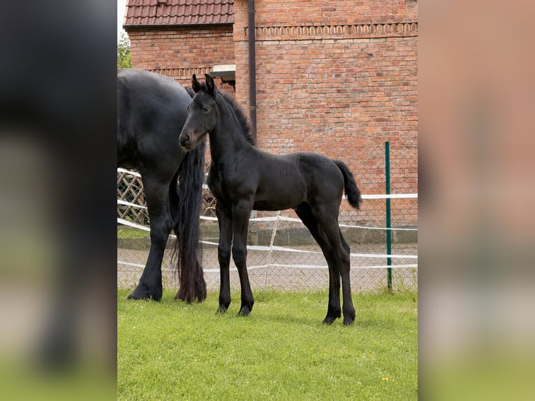 Frisone / Frisone Occidentale Giumenta Puledri (05/2026) Morello in Klein Vielen OT Peckatel