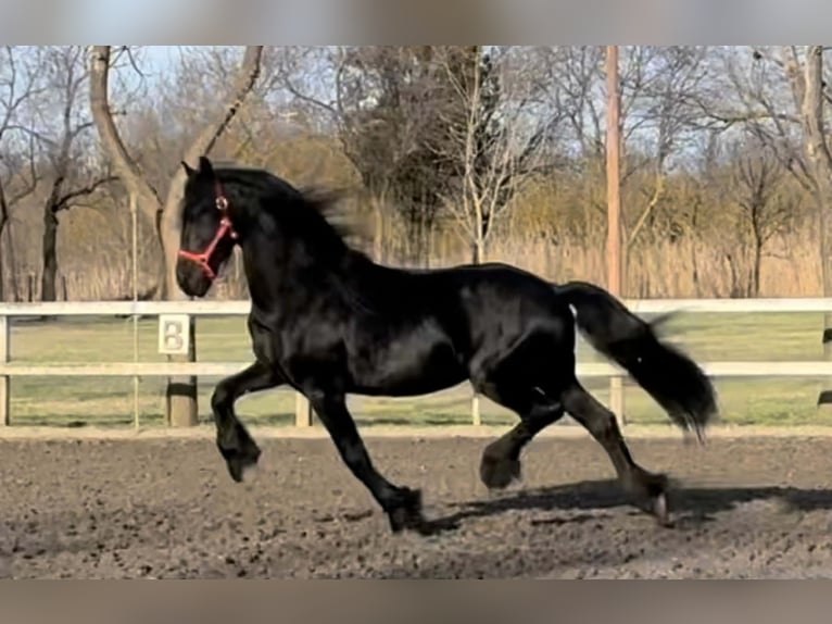 Frisone / Frisone Occidentale Stallone 11 Anni 165 cm Morello in Békéscsaba