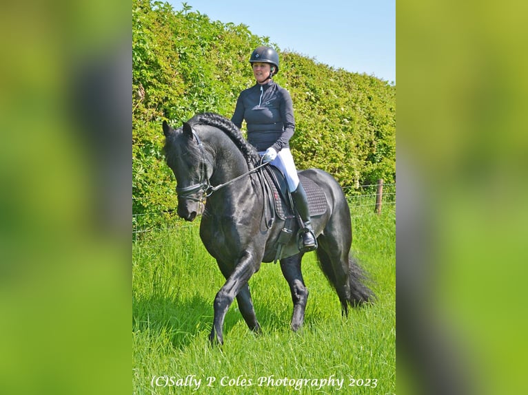 Frisone / Frisone Occidentale Stallone 11 Anni Morello in Northallerton