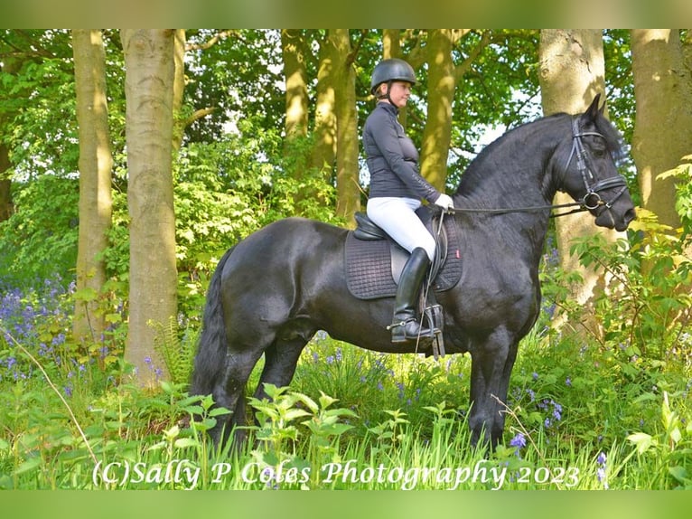 Frisone / Frisone Occidentale Stallone 11 Anni Morello in Northallerton