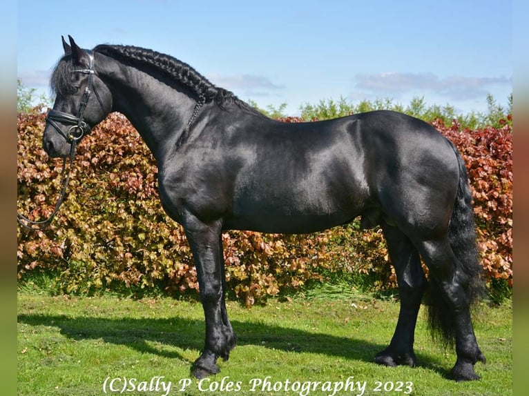 Frisone / Frisone Occidentale Stallone 11 Anni Morello in Northallerton