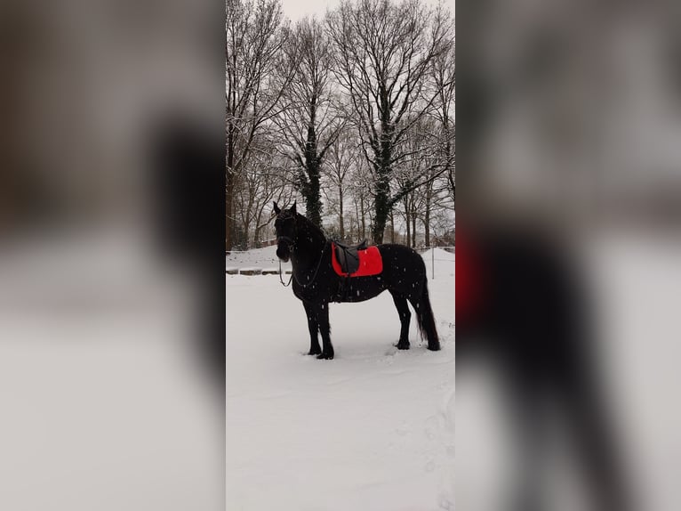 Frisone / Frisone Occidentale Stallone 14 Anni 160 cm Morello in Gnarrenburg