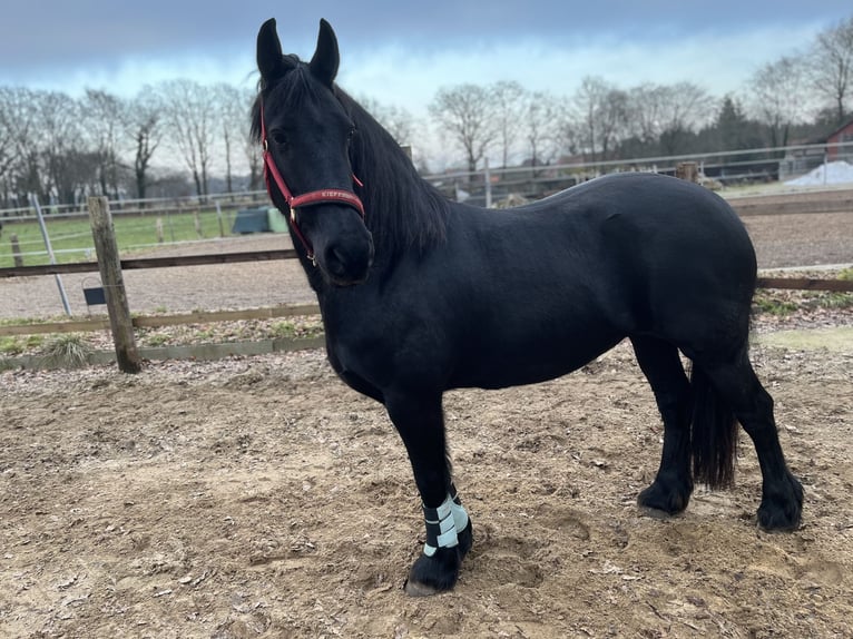 Frisone / Frisone Occidentale Stallone 14 Anni 160 cm Morello in Gnarrenburg