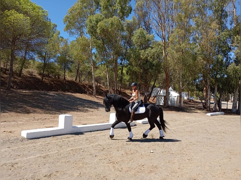 Frisone / Frisone Occidentale Stallone 14 Anni 170 cm Morello in Marbella