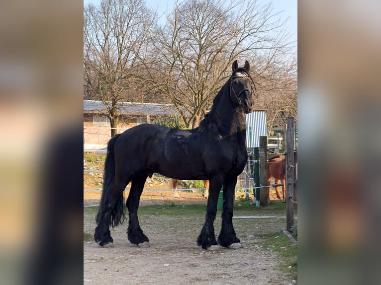 Frisone / Frisone Occidentale Stallone 16 Anni 167 cm Morello in Trieste