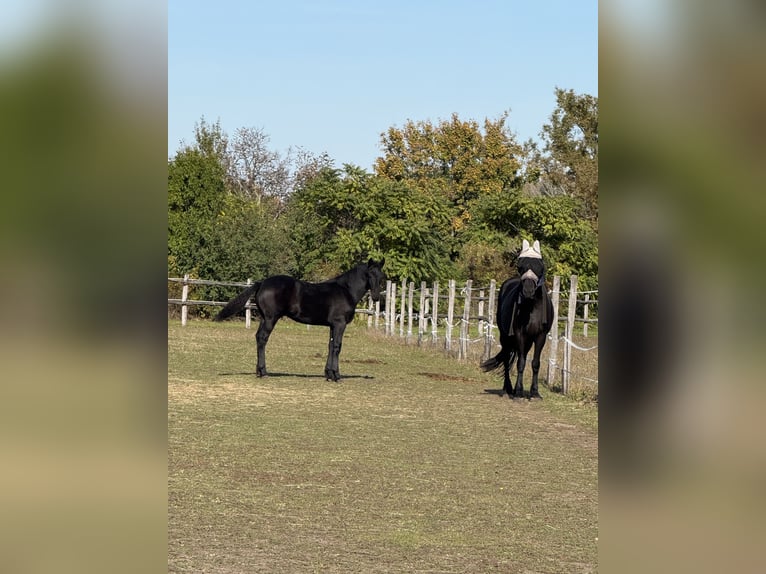 Frisone / Frisone Occidentale Stallone 1 Anno 148 cm Morello in Kottingbrunn
