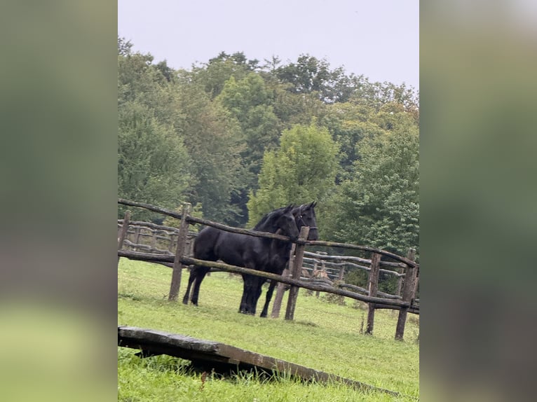 Frisone / Frisone Occidentale Stallone 1 Anno 148 cm Morello in Kottingbrunn
