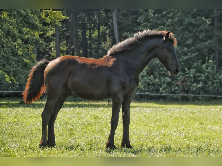 Frisone / Frisone Occidentale Stallone 1 Anno 158 cm Morello in Bruchhausen-Vilsen