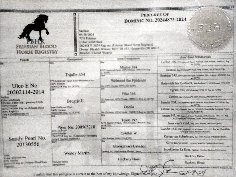 Frisone / Frisone Occidentale Stallone 1 Anno 163 cm Morello in Holmesville