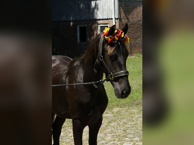 Frisone / Frisone Occidentale Stallone 1 Anno 165 cm Morello in Hamburg