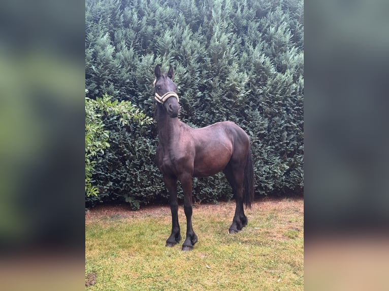 Frisone / Frisone Occidentale Stallone 1 Anno 170 cm Morello in Stade