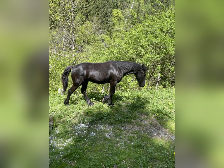 Frisone / Frisone Occidentale Stallone 1 Anno Morello in Irdning-Donnersbachtal