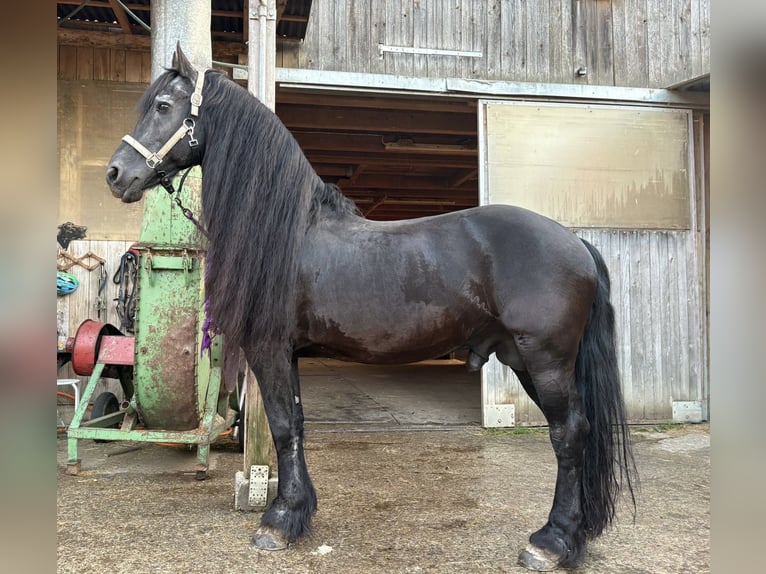 Frisone / Frisone Occidentale Stallone 20 Anni 150 cm Morello in Aeugst am Albis