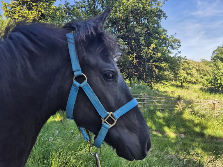 Frisone / Frisone Occidentale Stallone 2 Anni 154 cm Baio nero in Hofheim am Taunus