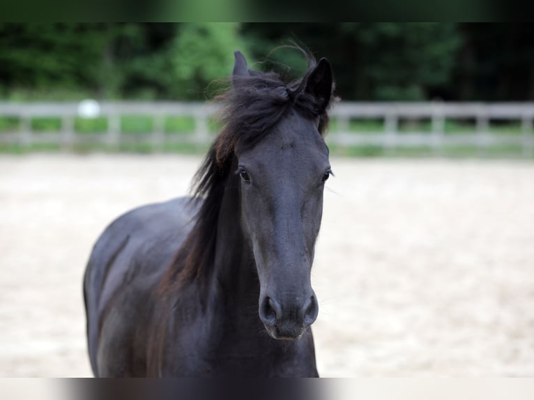 Frisone / Frisone Occidentale Stallone 2 Anni 154 cm Baio nero in Hofheim am Taunus