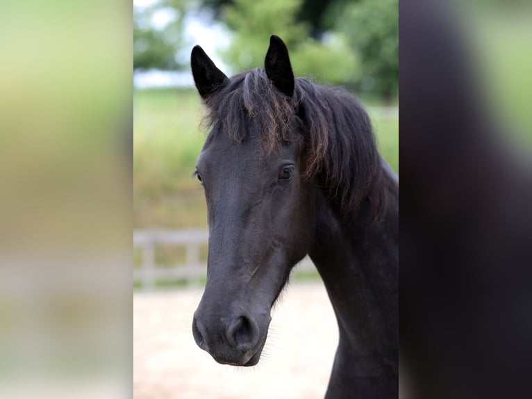 Frisone / Frisone Occidentale Stallone 2 Anni 154 cm Baio nero in Hofheim am Taunus