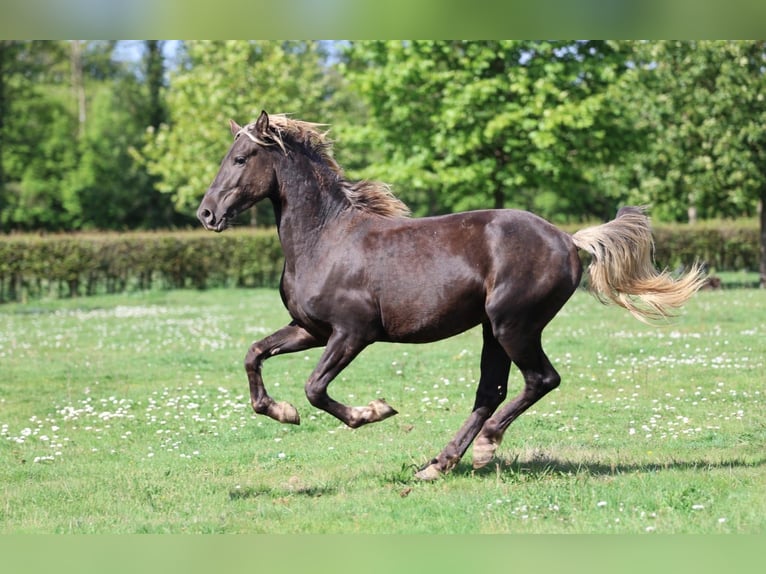 Frisone / Frisone Occidentale Stallone 2 Anni 158 cm Morello in goven