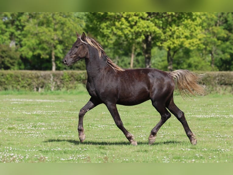 Frisone / Frisone Occidentale Stallone 2 Anni 158 cm Morello in goven