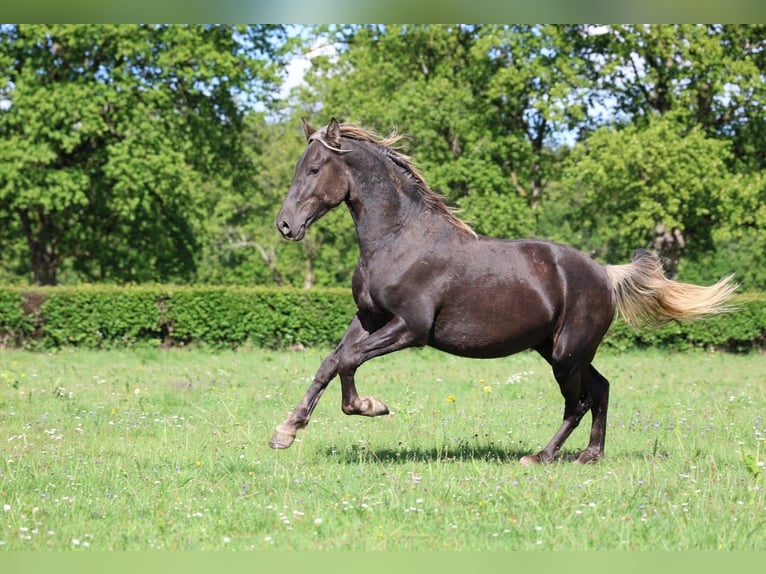 Frisone / Frisone Occidentale Stallone 2 Anni 158 cm Morello in goven