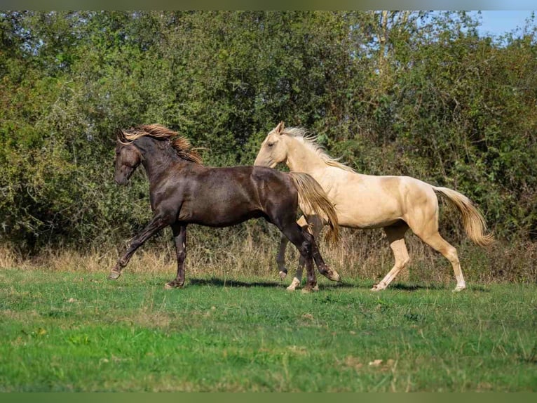 Frisone / Frisone Occidentale Stallone 2 Anni 158 cm Morello in goven