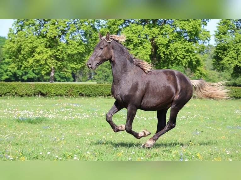 Frisone / Frisone Occidentale Stallone 2 Anni 158 cm Morello in goven