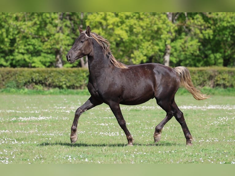 Frisone / Frisone Occidentale Stallone 2 Anni 158 cm Morello in goven