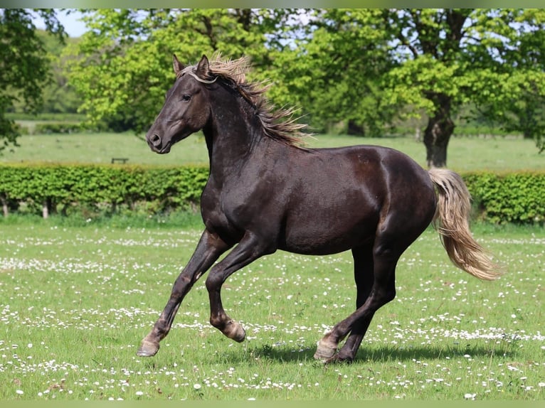 Frisone / Frisone Occidentale Stallone 2 Anni 158 cm Morello in goven