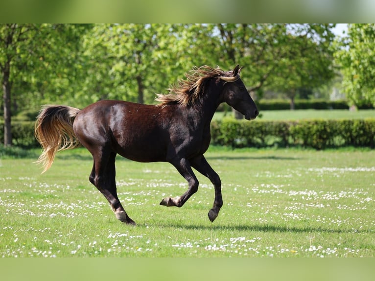 Frisone / Frisone Occidentale Stallone 2 Anni 158 cm Morello in goven