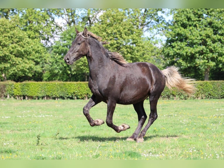 Frisone / Frisone Occidentale Stallone 2 Anni 158 cm Morello in goven