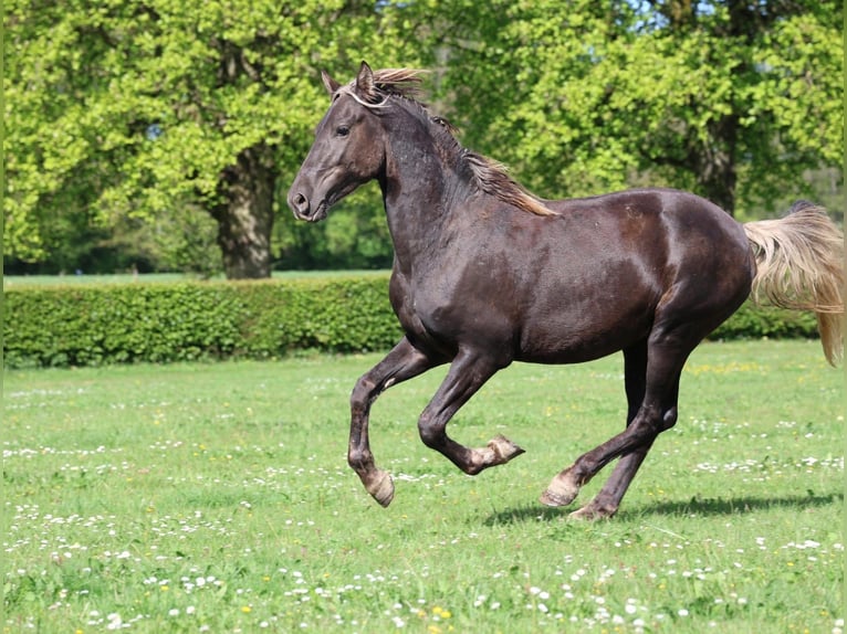 Frisone / Frisone Occidentale Stallone 2 Anni 158 cm Morello in goven
