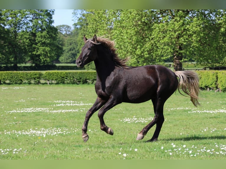Frisone / Frisone Occidentale Stallone 2 Anni 158 cm Morello in goven