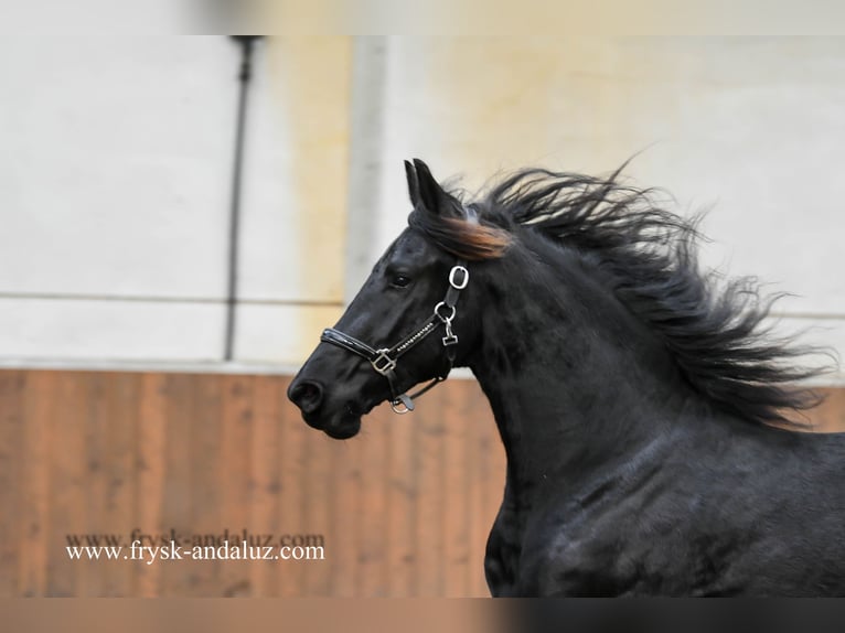 Frisone / Frisone Occidentale Stallone 2 Anni 160 cm Morello in Mijnsheerenland