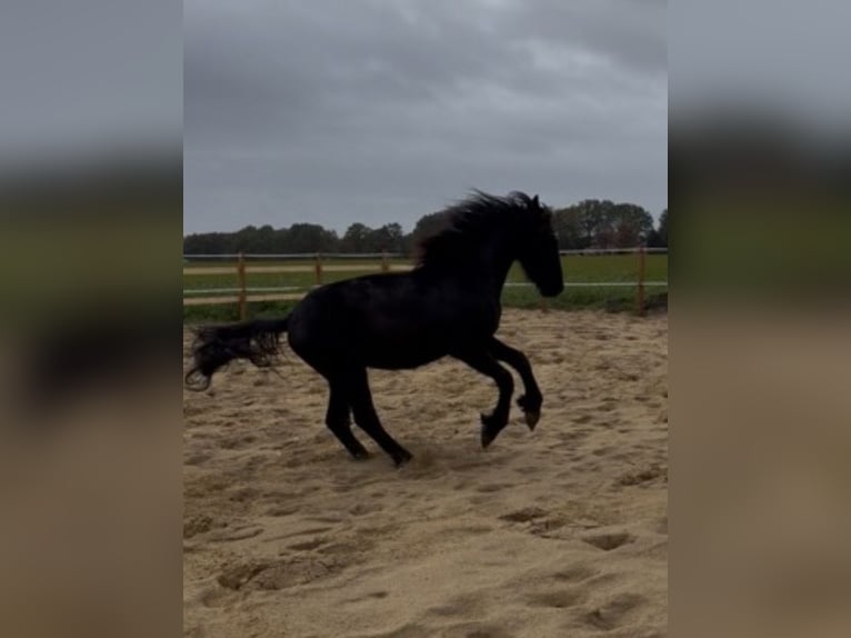 Frisone / Frisone Occidentale Stallone 2 Anni 163 cm Morello in Lingen