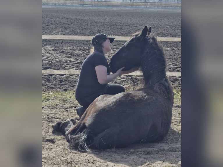 Frisone / Frisone Occidentale Stallone 2 Anni 163 cm Morello in Lingen