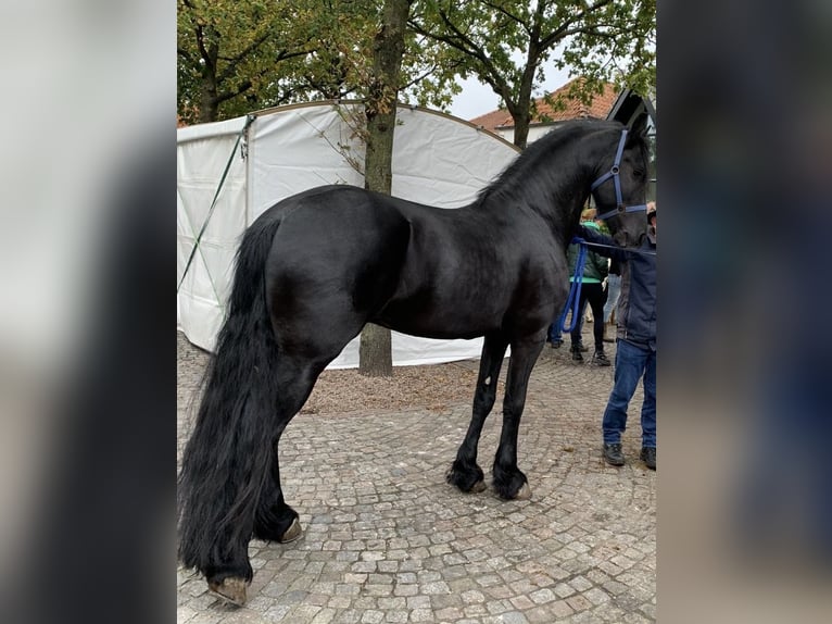 Frisone / Frisone Occidentale Stallone 2 Anni 163 cm Morello in Lingen
