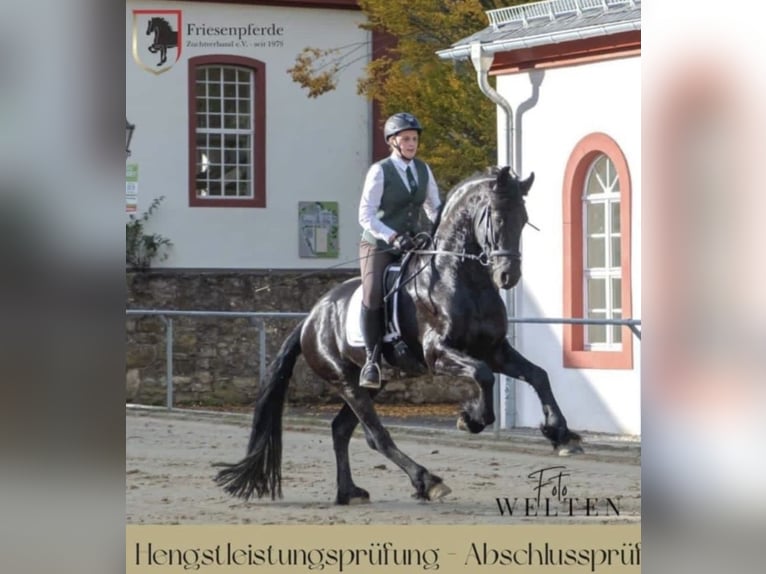 Frisone / Frisone Occidentale Stallone 2 Anni 163 cm Morello in Lingen