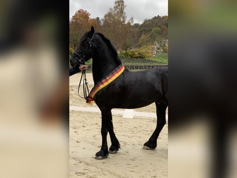 Frisone / Frisone Occidentale Stallone 2 Anni 163 cm Morello in Lingen