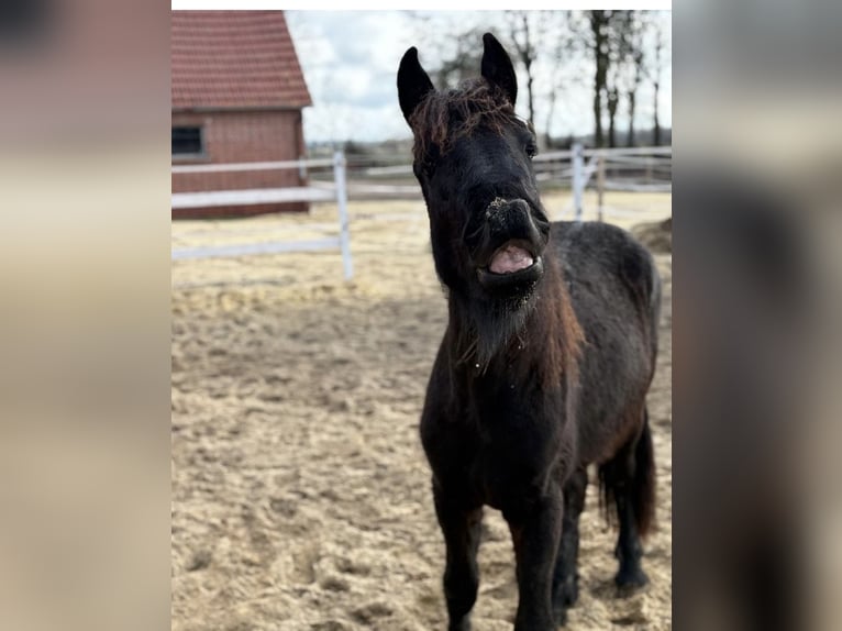 Frisone / Frisone Occidentale Stallone 2 Anni 163 cm Morello in Lingen