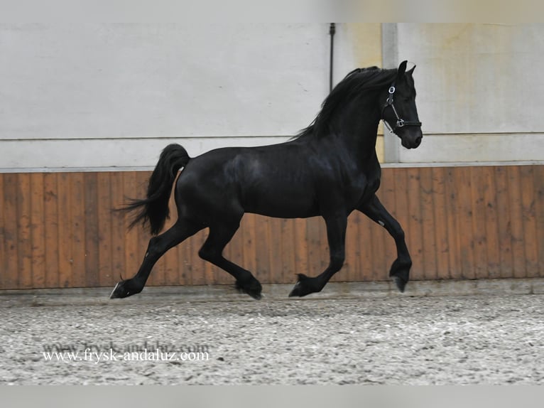 Frisone / Frisone Occidentale Stallone 2 Anni 163 cm Morello in Mijnsheerenland