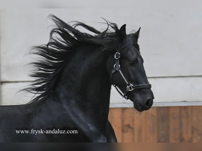 Frisone / Frisone Occidentale Stallone 2 Anni 163 cm Morello in Mijnsheerenland