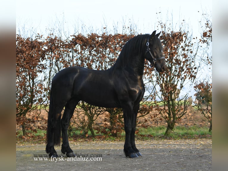 Frisone / Frisone Occidentale Stallone 2 Anni 163 cm Morello in Mijnsheerenland