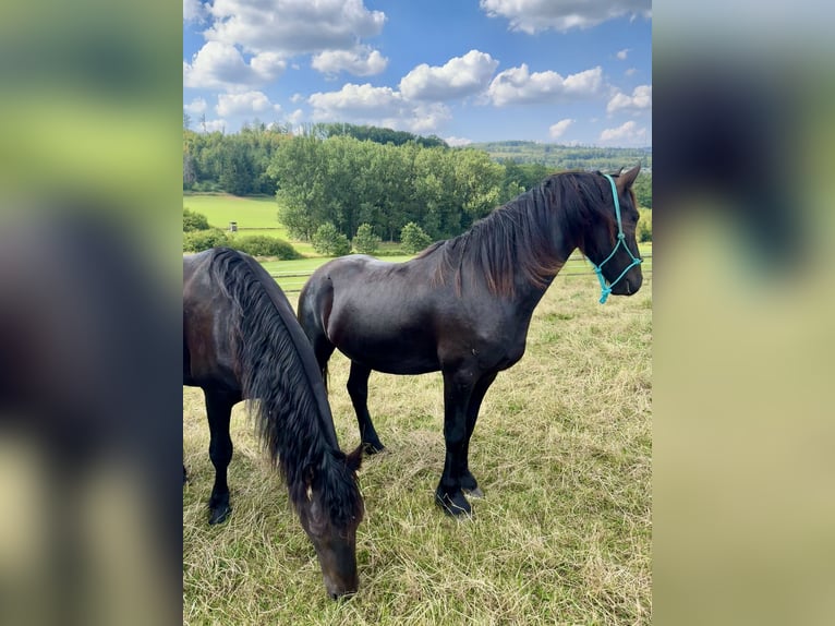 Frisone / Frisone Occidentale Stallone 2 Anni 165 cm Morello in Meinerzhagen