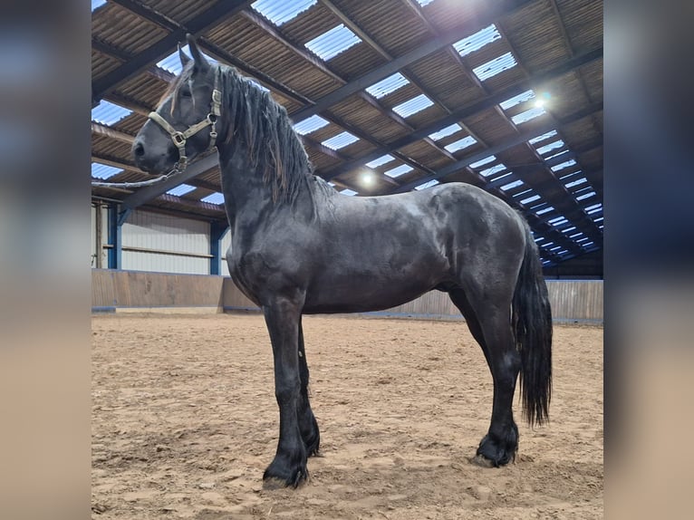 Frisone / Frisone Occidentale Stallone 2 Anni 165 cm Morello in Dalen