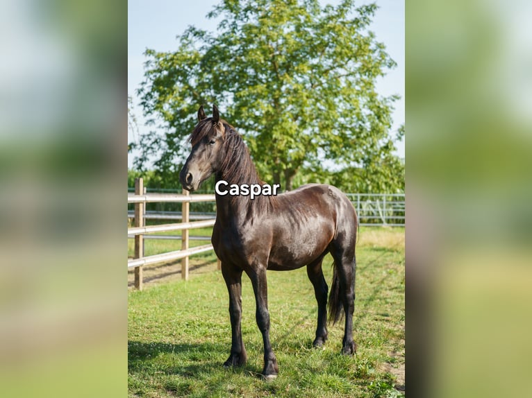 Frisone / Frisone Occidentale Stallone 2 Anni 170 cm Morello in Soest