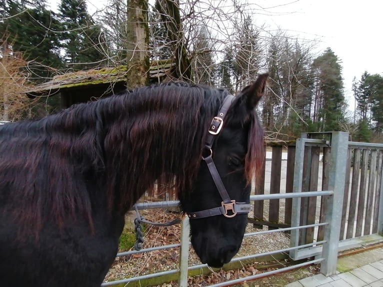 Frisone / Frisone Occidentale Stallone 3 Anni 155 cm Morello in Schwäbisch Hall