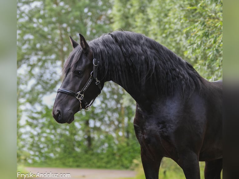 Frisone / Frisone Occidentale Stallone 3 Anni 156 cm Morello in Mijnsheerenland