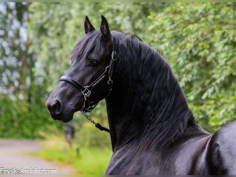 Frisone / Frisone Occidentale Stallone 3 Anni 156 cm Morello in Mijnsheerenland